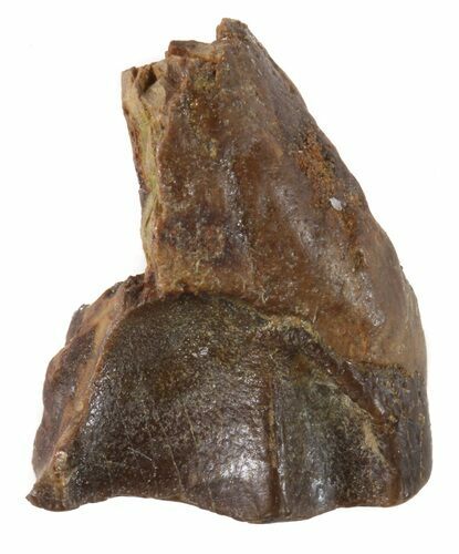 Triceratops Shed Tooth - Montana #41245